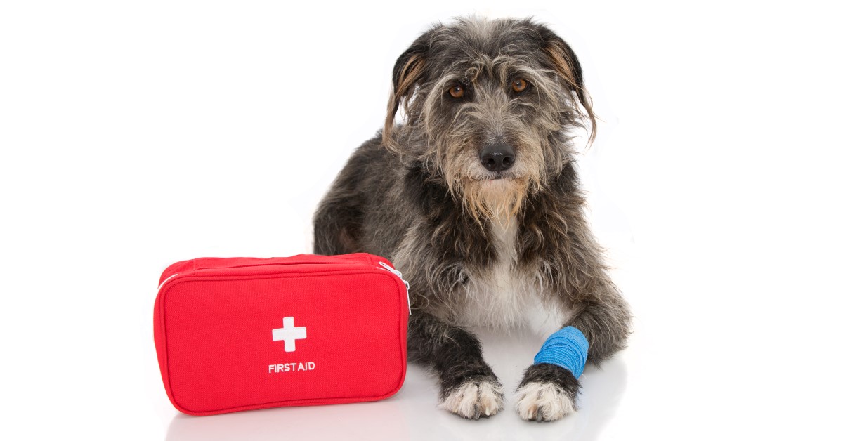 What to Include in a Pet First Aid Kit